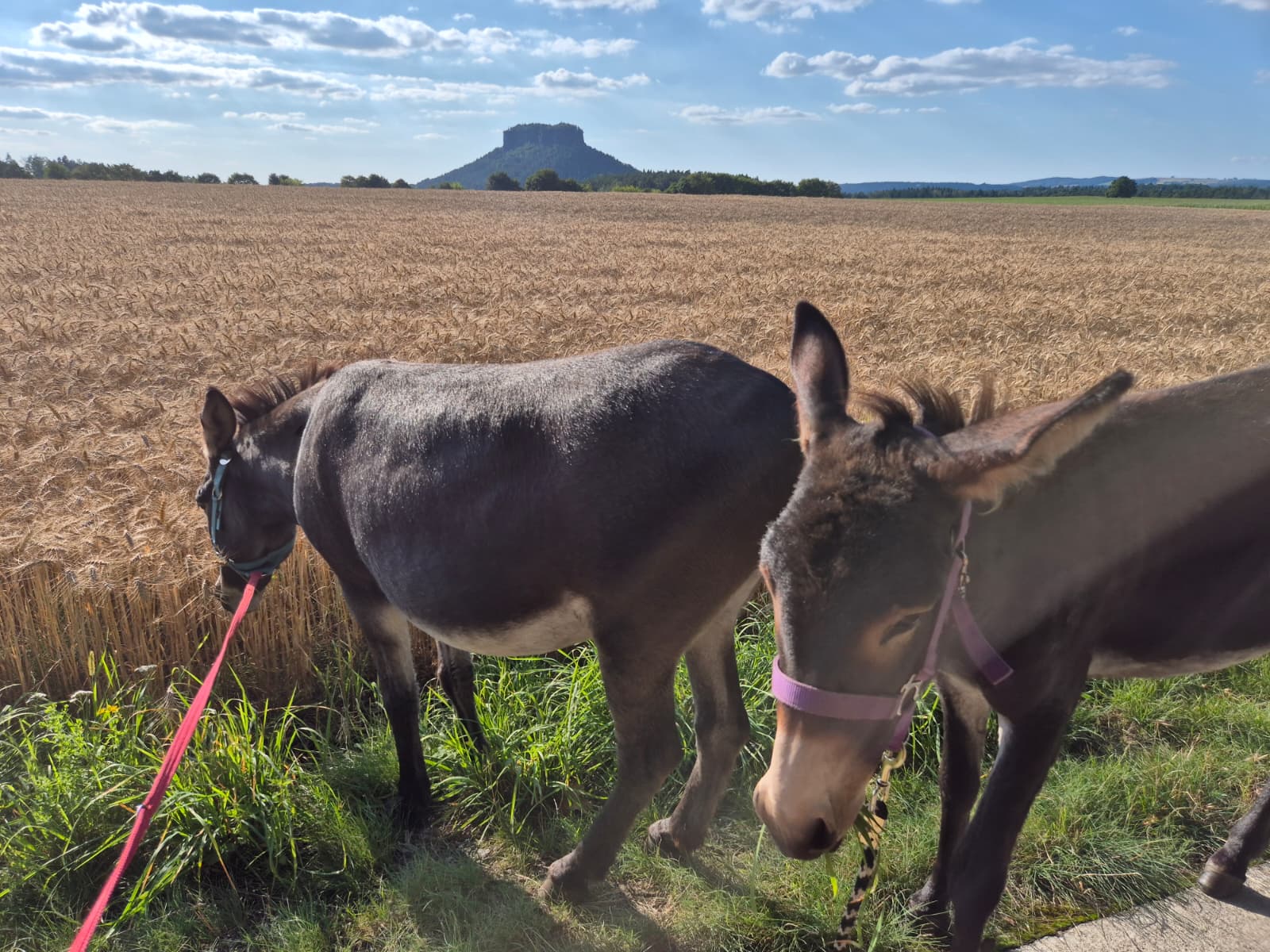 Lilly und Greta am Feldrand mit dem Lilienstein im Hintergrund