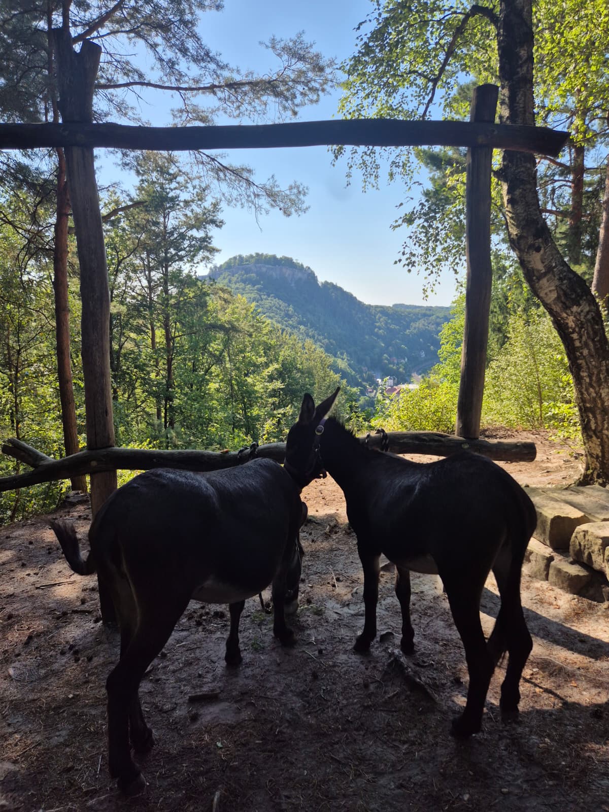 Lilly und Greta stehen an einem Wald-Aussichtspunkt mit Blick auf die Sächsische Schweiz